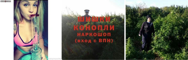 каннабис Белокуриха
